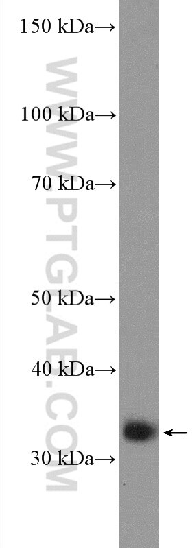 Western Blot (WB) analysis of mouse kidney tissue using POLR2C Polyclonal antibody (13428-1-AP)