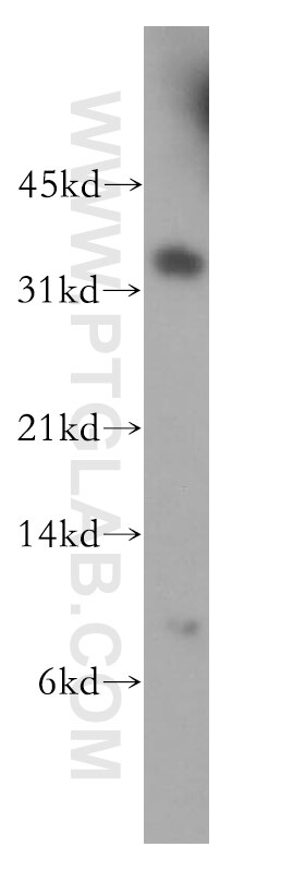 Western Blot (WB) analysis of HeLa cells using POLR2C Polyclonal antibody (13428-1-AP)