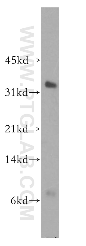 POLR2C Polyclonal antibody