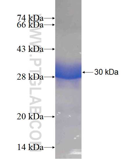 POLR2C fusion protein Ag4228 SDS-PAGE