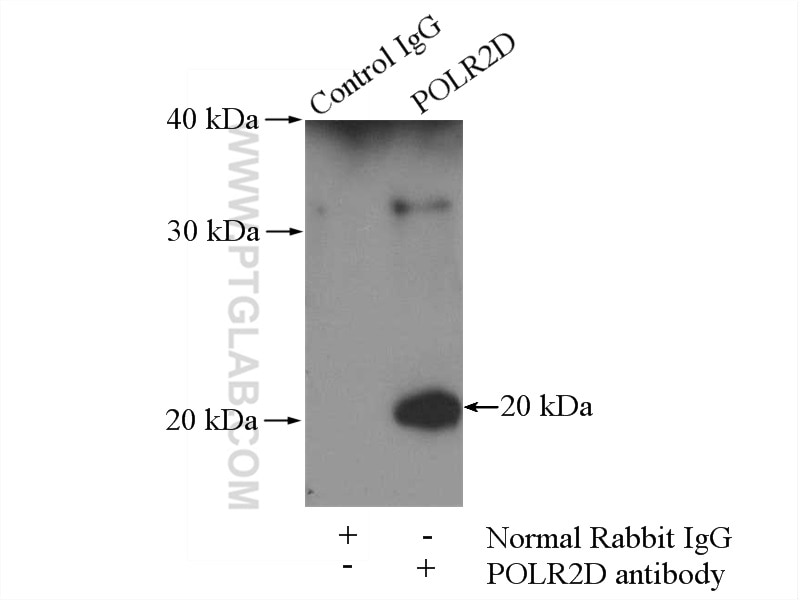 Immunoprecipitation (IP) experiment of mouse heart tissue using POLR2D Polyclonal antibody (16093-1-AP)