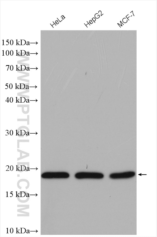 Western Blot (WB) analysis of various lysates using POLR2D Polyclonal antibody (16093-1-AP)