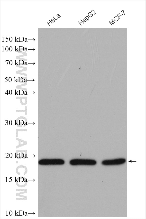 WB analysis using 16093-1-AP