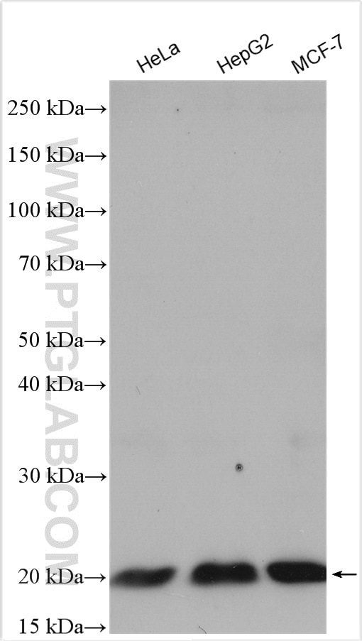 Western Blot (WB) analysis of various lysates using POLR2D Polyclonal antibody (16093-1-AP)