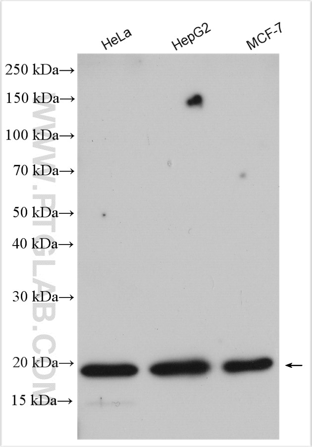 Western Blot (WB) analysis of various lysates using POLR2D Polyclonal antibody (16093-1-AP)
