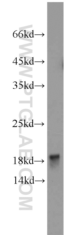 POLR2D Polyclonal antibody