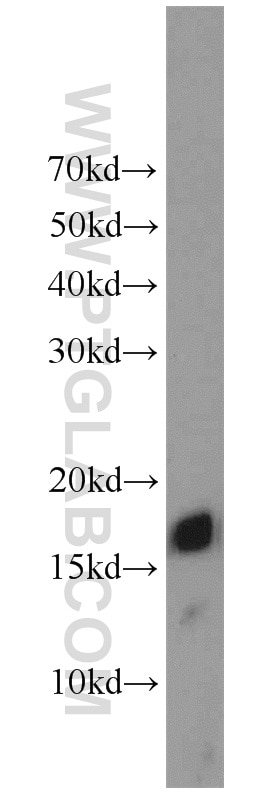 Western Blot (WB) analysis of rat liver tissue using POLR2D Polyclonal antibody (16093-1-AP)
