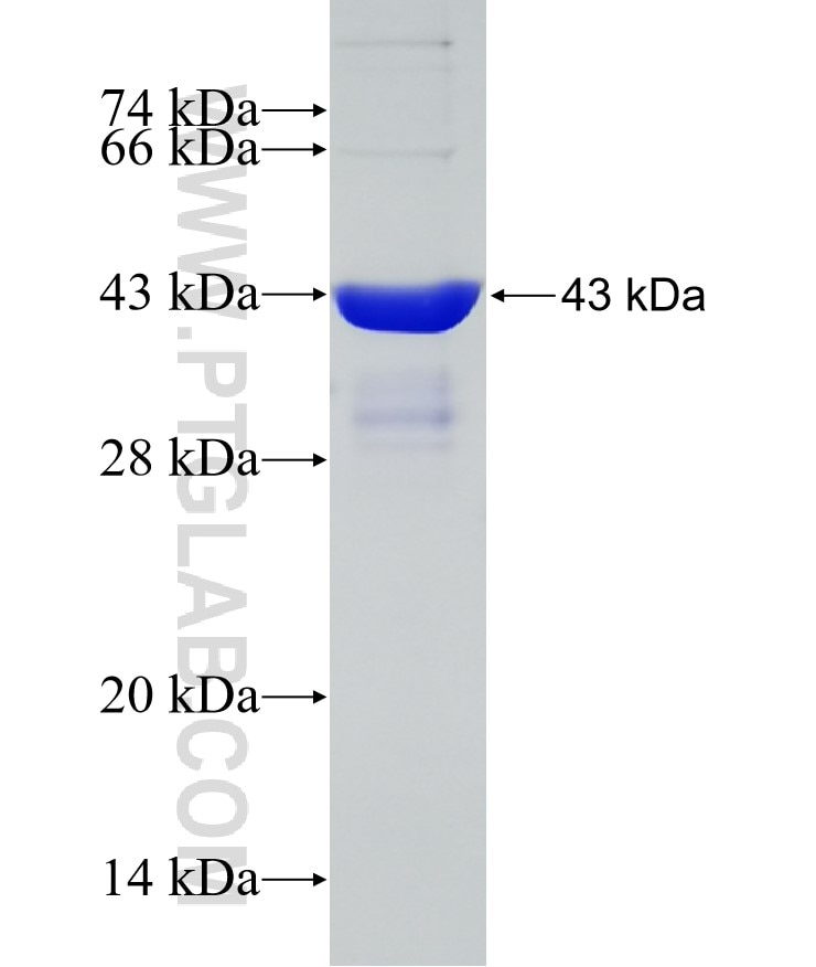 POLR2D fusion protein Ag8701 SDS-PAGE