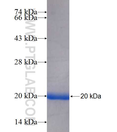 POLR2D fusion protein Ag8918 SDS-PAGE