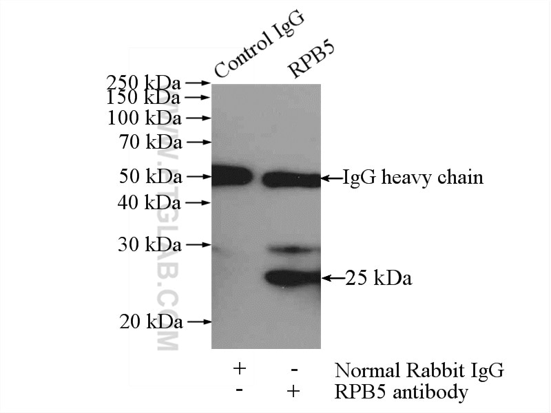 Immunoprecipitation (IP) experiment of HeLa cells using RPB5 Polyclonal antibody (15217-1-AP)