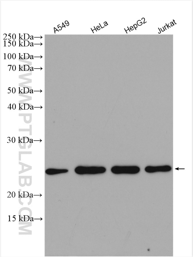 Western Blot (WB) analysis of various lysates using RPB5 Polyclonal antibody (15217-1-AP)