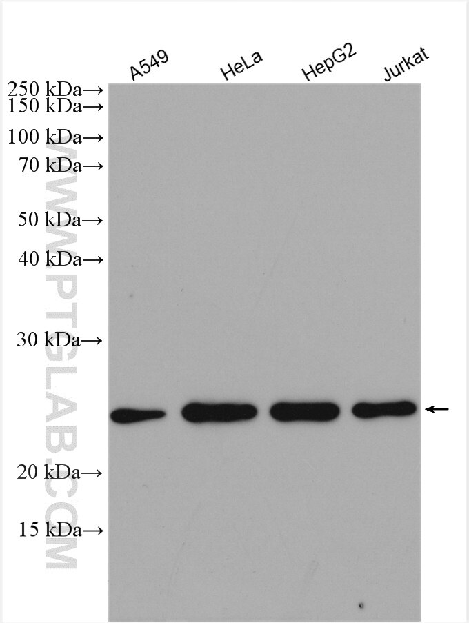 WB analysis using 15217-1-AP