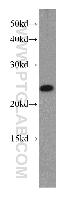 Western Blot (WB) analysis of HepG2 cells using RPB5 Polyclonal antibody (15217-1-AP)