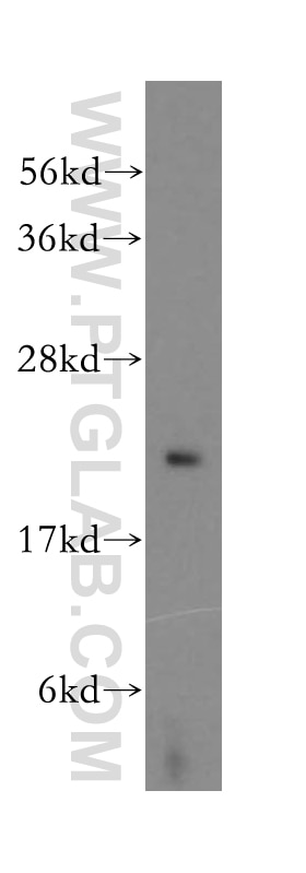 Western Blot (WB) analysis of HeLa cells using RPB5 Polyclonal antibody (15217-1-AP)