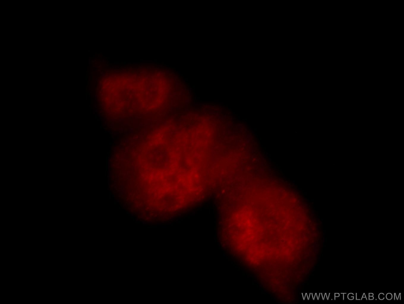Immunofluorescence (IF) / fluorescent staining of MCF-7 cells using POLR2F Polyclonal antibody (15334-1-AP)