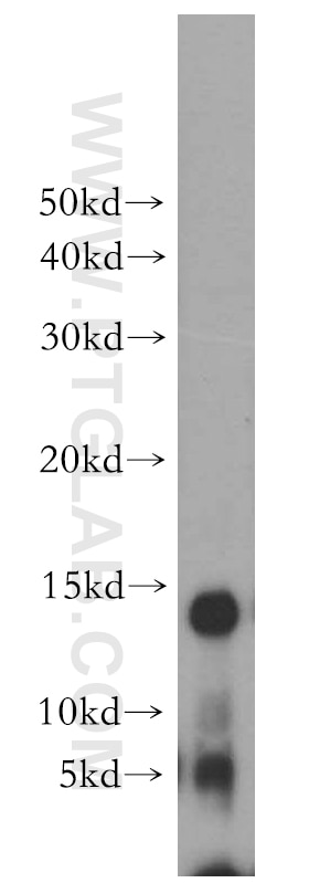 Western Blot (WB) analysis of HeLa cells using POLR2F Polyclonal antibody (15334-1-AP)