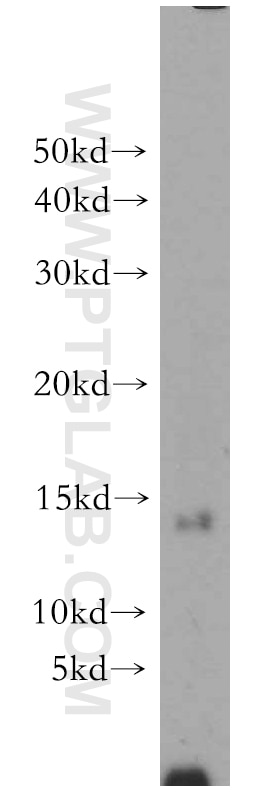 Western Blot (WB) analysis of HeLa cells using POLR2F Polyclonal antibody (15334-1-AP)