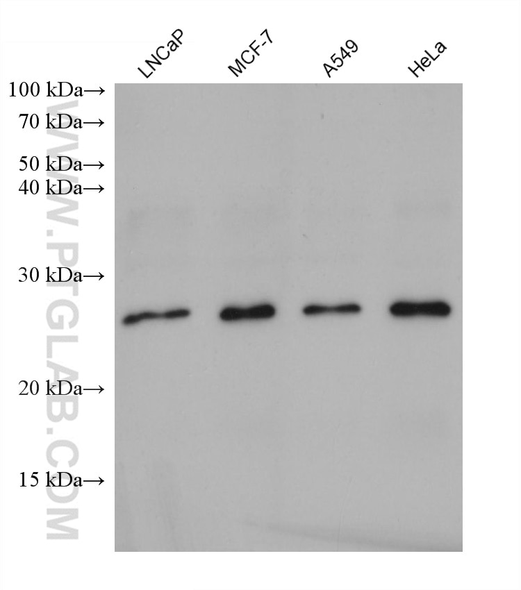 Western Blot (WB) analysis of various lysates using POLR2F Monoclonal antibody (68511-1-Ig)