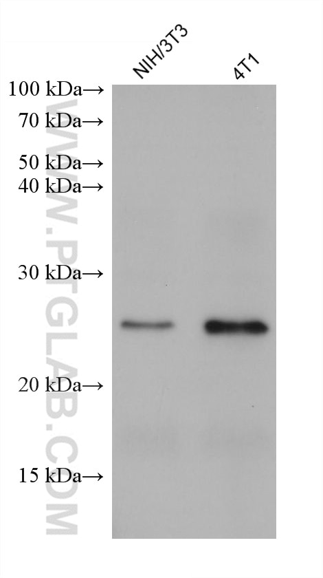 WB analysis using 68511-1-Ig