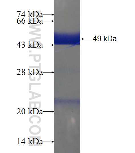 POLR2F fusion protein Ag7449 SDS-PAGE