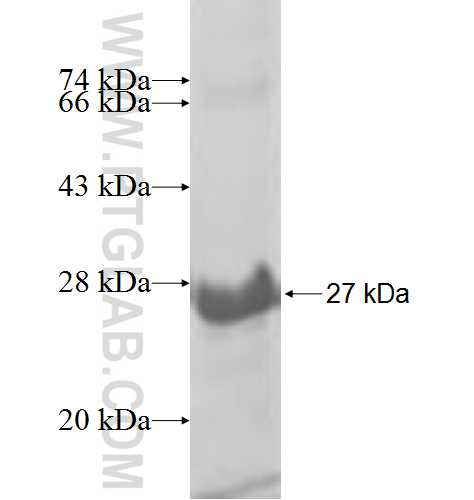 POLR2F fusion protein Ag7472 SDS-PAGE