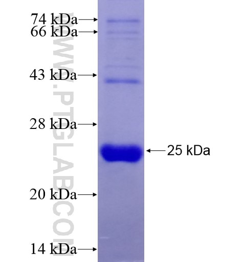 POLR2G fusion protein Ag13370 SDS-PAGE