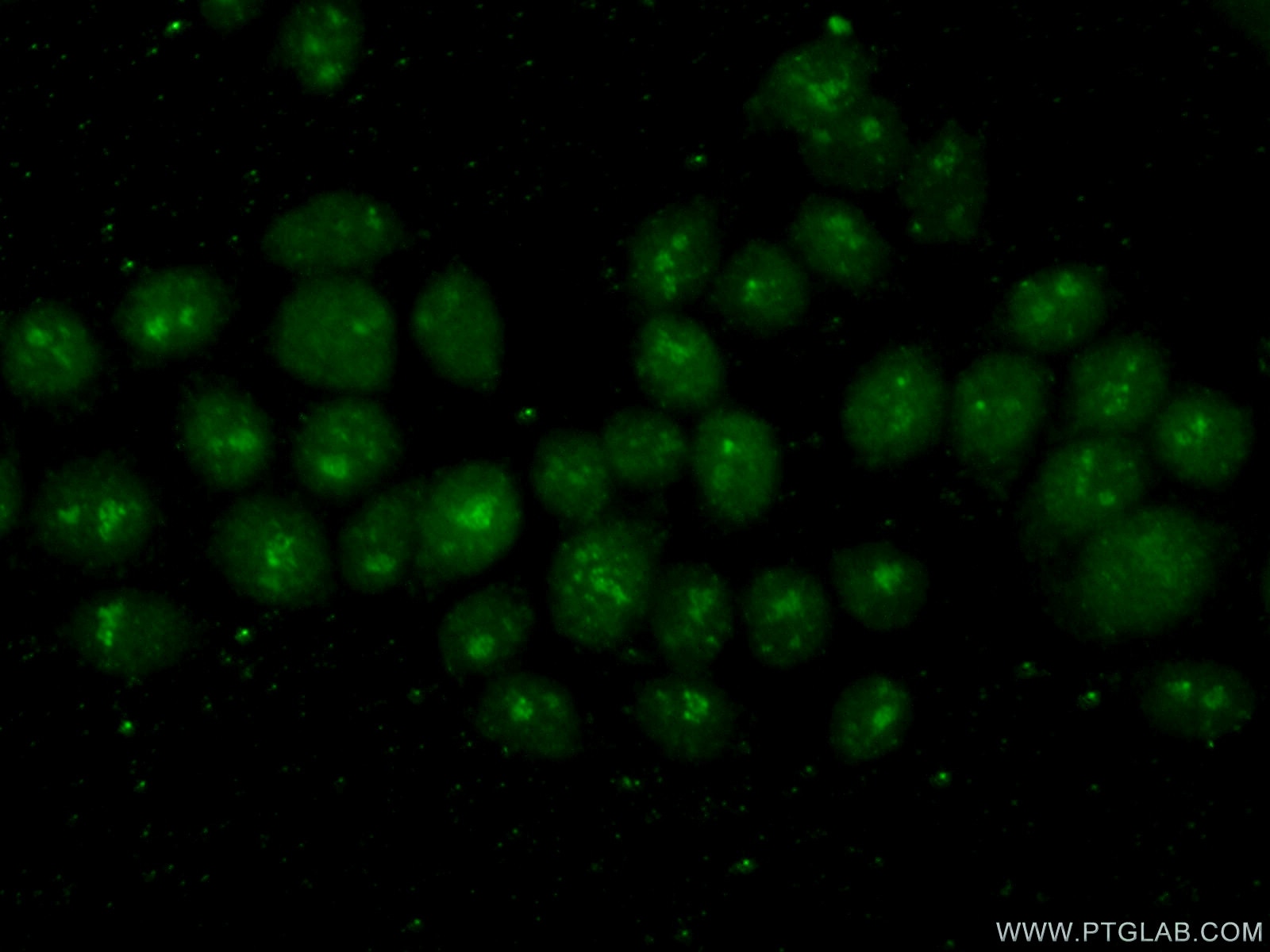 Immunofluorescence (IF) / fluorescent staining of HeLa cells using POLR2H Polyclonal antibody (15086-1-AP)