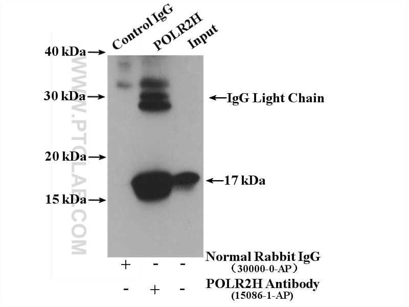Immunoprecipitation (IP) experiment of mouse liver tissue using POLR2H Polyclonal antibody (15086-1-AP)