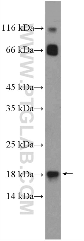 Western Blot (WB) analysis of rat liver tissue using POLR2H Polyclonal antibody (15086-1-AP)