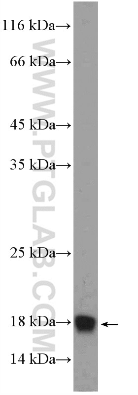 Western Blot (WB) analysis of mouse kidney tissue using POLR2H Polyclonal antibody (15086-1-AP)