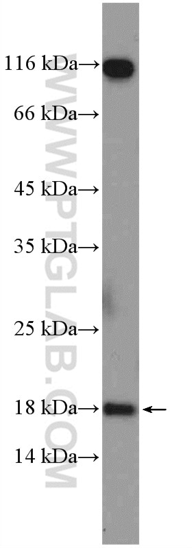 Western Blot (WB) analysis of mouse liver tissue using POLR2H Polyclonal antibody (15086-1-AP)