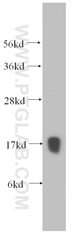 Western Blot (WB) analysis of HeLa cells using POLR2H Polyclonal antibody (15086-1-AP)