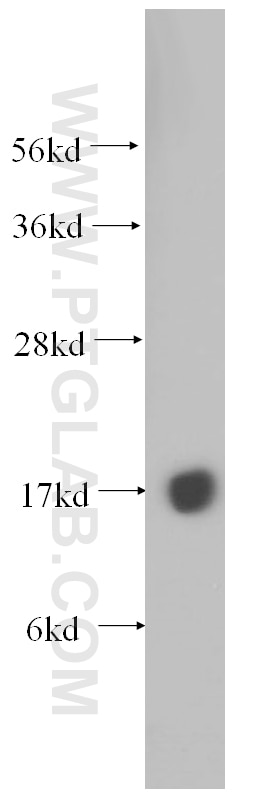 Western Blot (WB) analysis of HL-60 cells using POLR2H Polyclonal antibody (15086-1-AP)