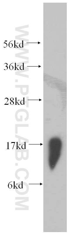 Western Blot (WB) analysis of MCF-7 cells using POLR2H Polyclonal antibody (15086-1-AP)
