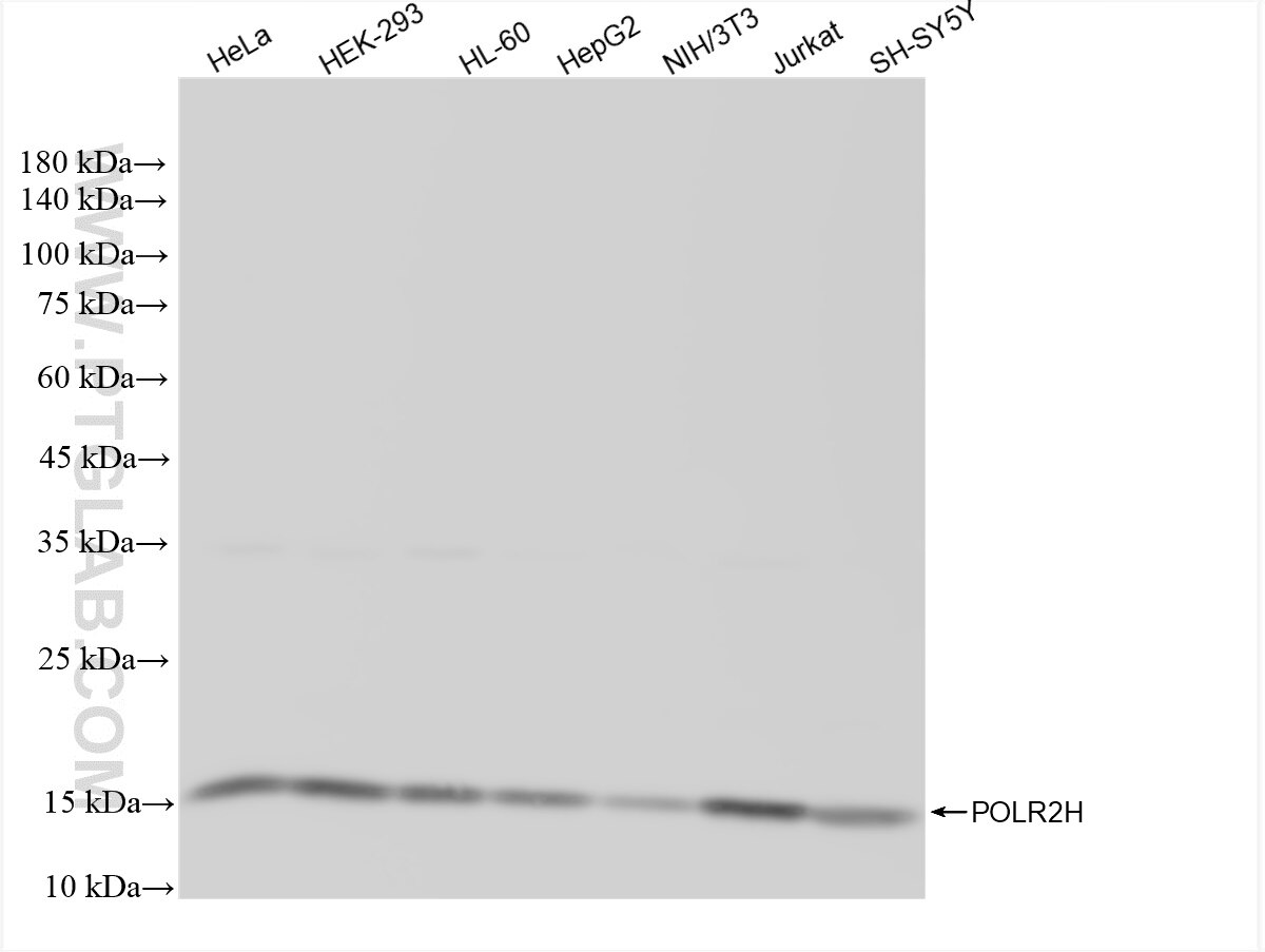 Western Blot (WB) analysis of various lysates using POLR2H Recombinant antibody (83439-1-RR)