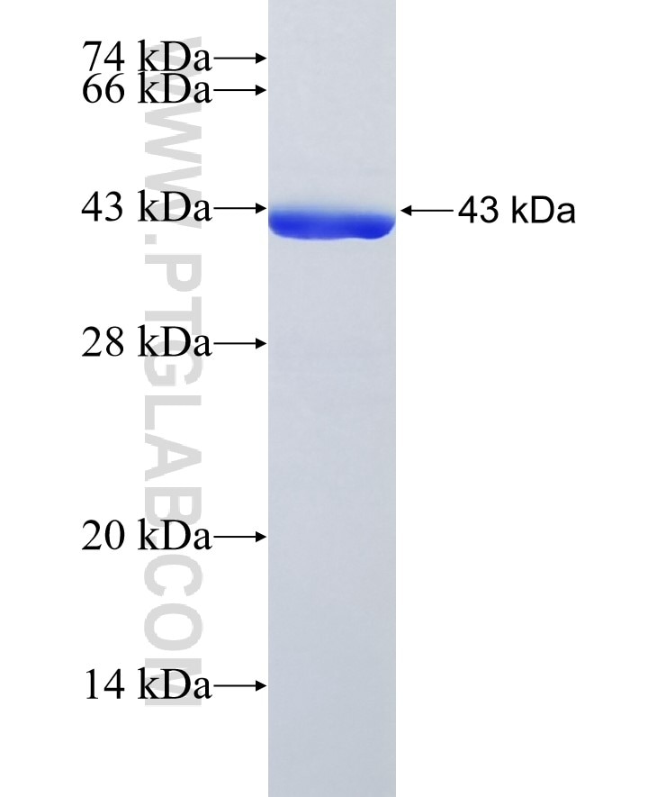 POLR2H fusion protein Ag7166 SDS-PAGE