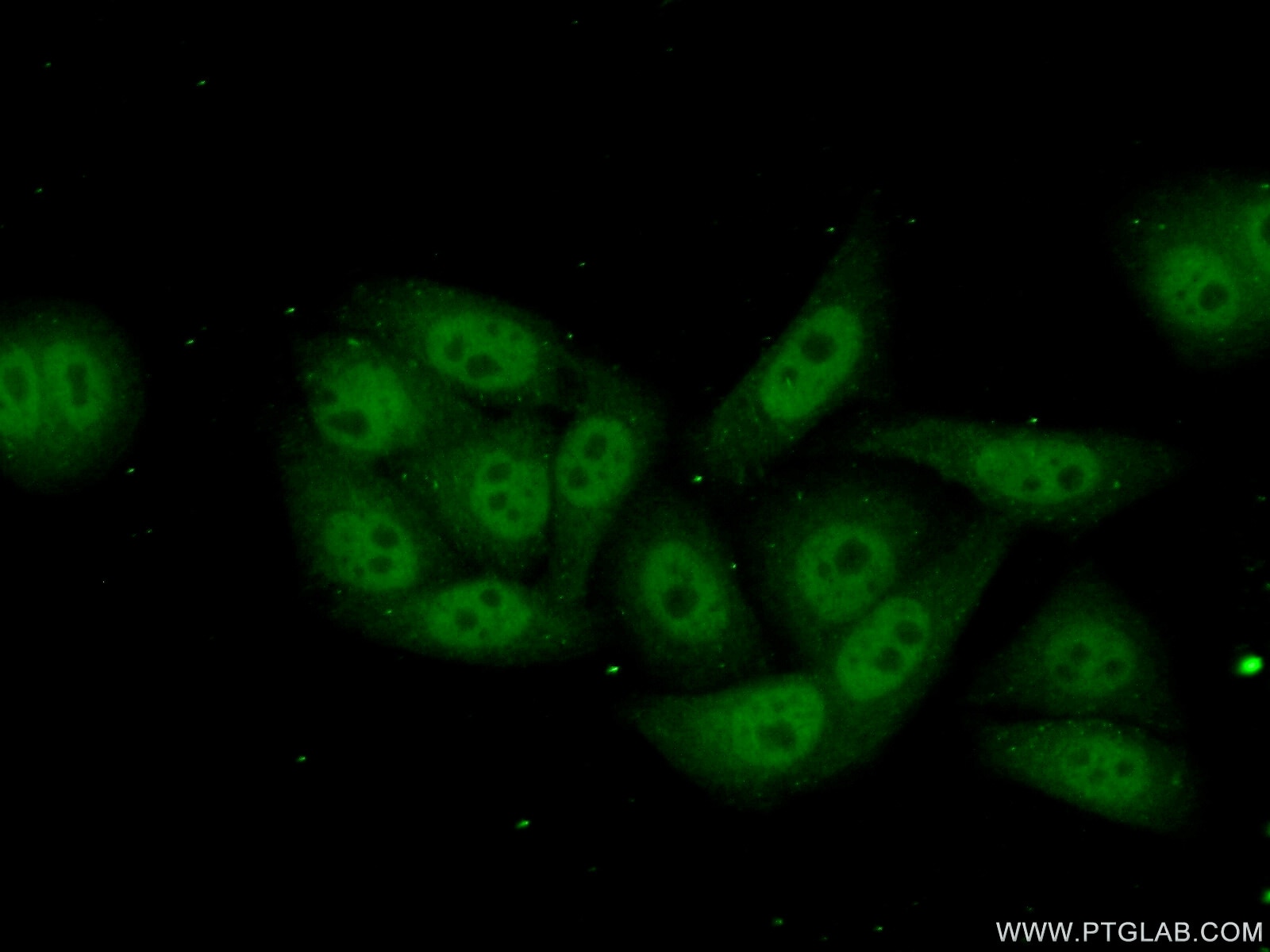 Immunofluorescence (IF) / fluorescent staining of HepG2 cells using POLR2I Polyclonal antibody (17270-1-AP)