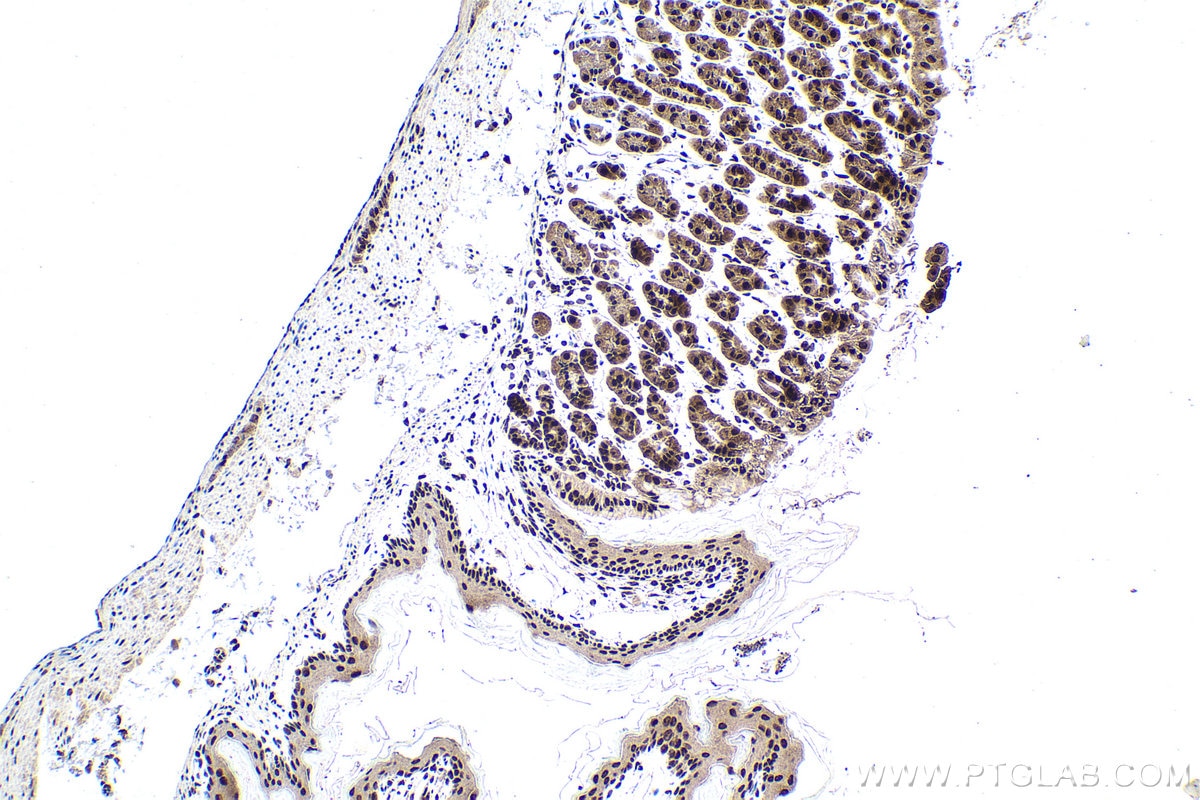 Immunohistochemistry (IHC) staining of mouse stomach tissue using POLR2I Polyclonal antibody (17270-1-AP)