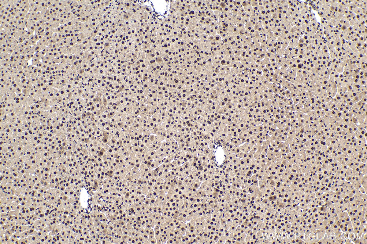 Immunohistochemistry (IHC) staining of rat liver tissue using POLR2I Polyclonal antibody (17270-1-AP)