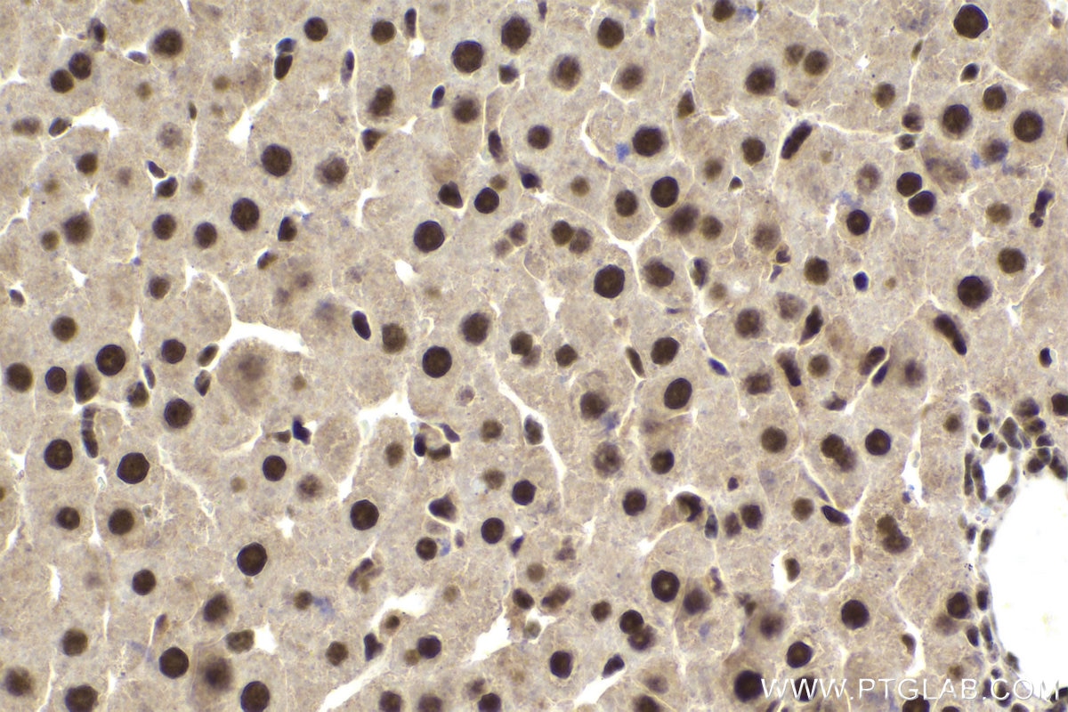 Immunohistochemistry (IHC) staining of rat liver tissue using POLR2I Polyclonal antibody (17270-1-AP)