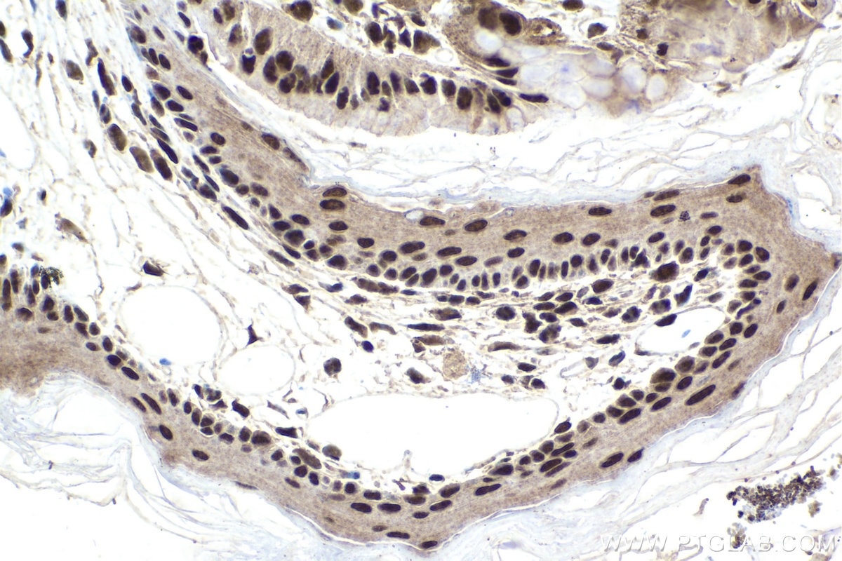 Immunohistochemistry (IHC) staining of mouse stomach tissue using POLR2I Polyclonal antibody (17270-1-AP)