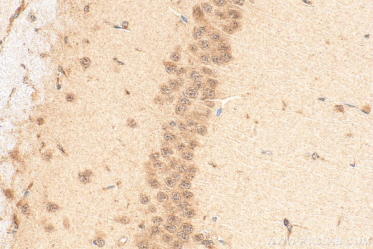 Immunohistochemistry (IHC) staining of mouse brain tissue using POLR2I Polyclonal antibody (17270-1-AP)