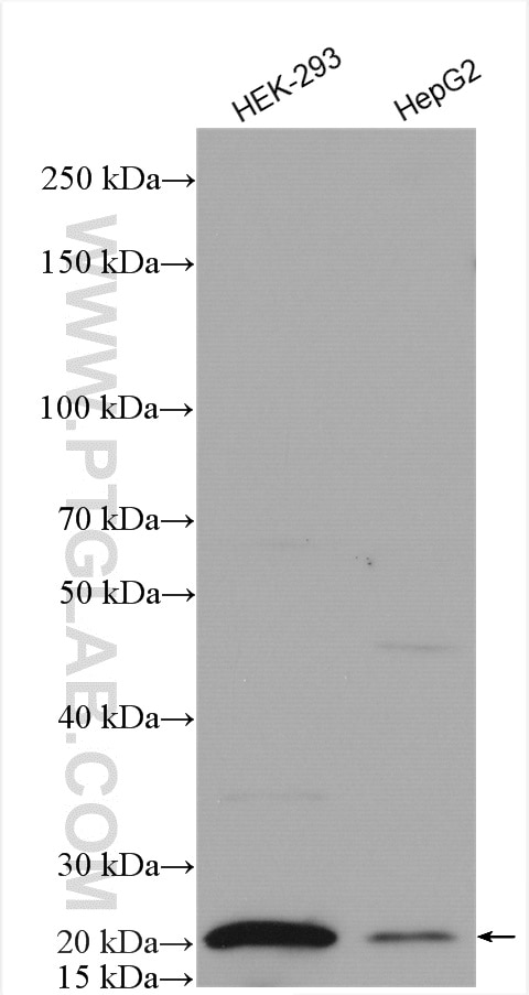 Western Blot (WB) analysis of various lysates using POLR2I Polyclonal antibody (17270-1-AP)