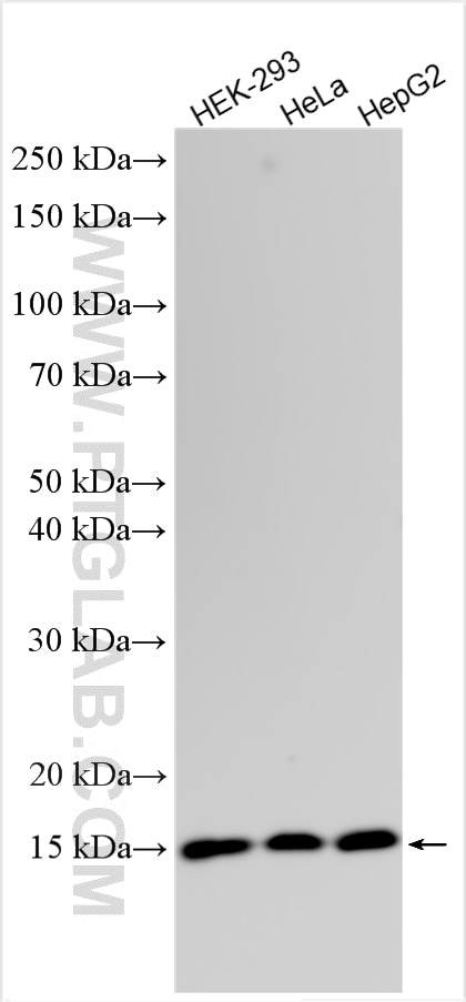 Western Blot (WB) analysis of various lysates using POLR2I Polyclonal antibody (17270-1-AP)