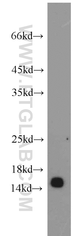 POLR2I Polyclonal antibody