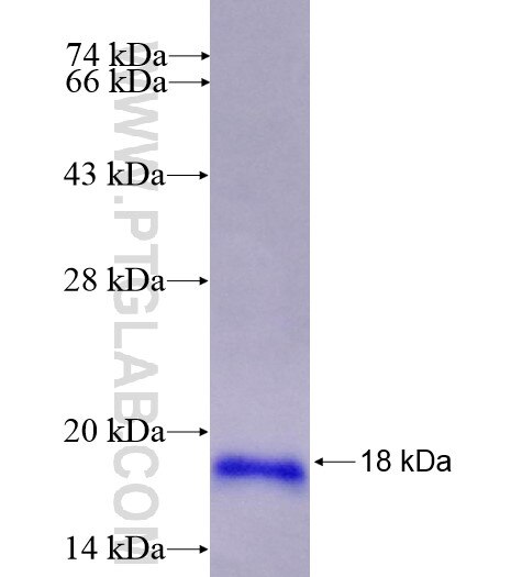 POLR2I fusion protein Ag11219 SDS-PAGE