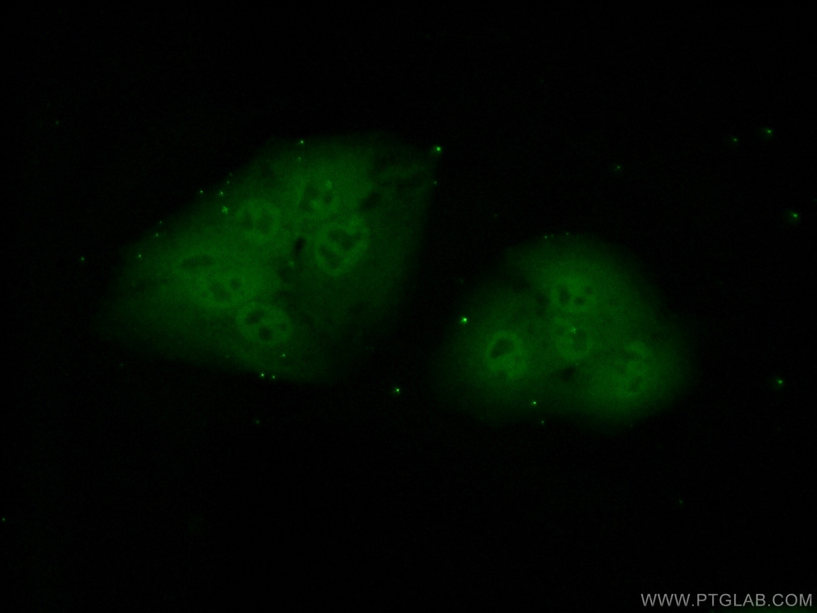 Immunofluorescence (IF) / fluorescent staining of A549 cells using POLR2J Polyclonal antibody (16403-1-AP)