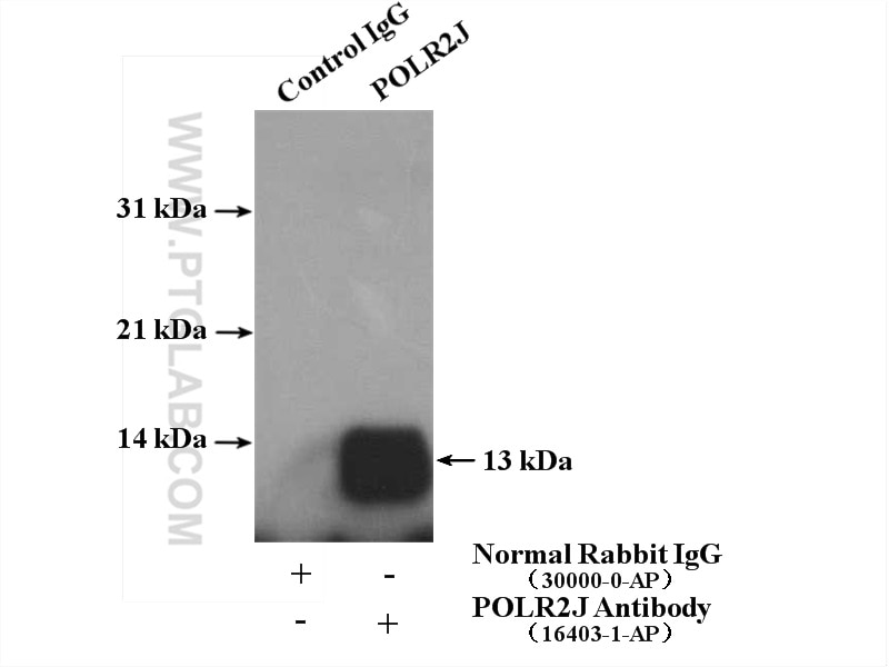 Immunoprecipitation (IP) experiment of A549 cells using POLR2J Polyclonal antibody (16403-1-AP)