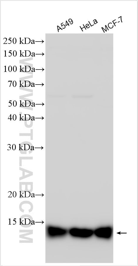 Western Blot (WB) analysis of various lysates using POLR2J Polyclonal antibody (16403-1-AP)