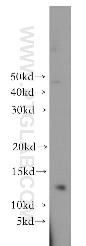 Western Blot (WB) analysis of HeLa cells using POLR2J Polyclonal antibody (16403-1-AP)